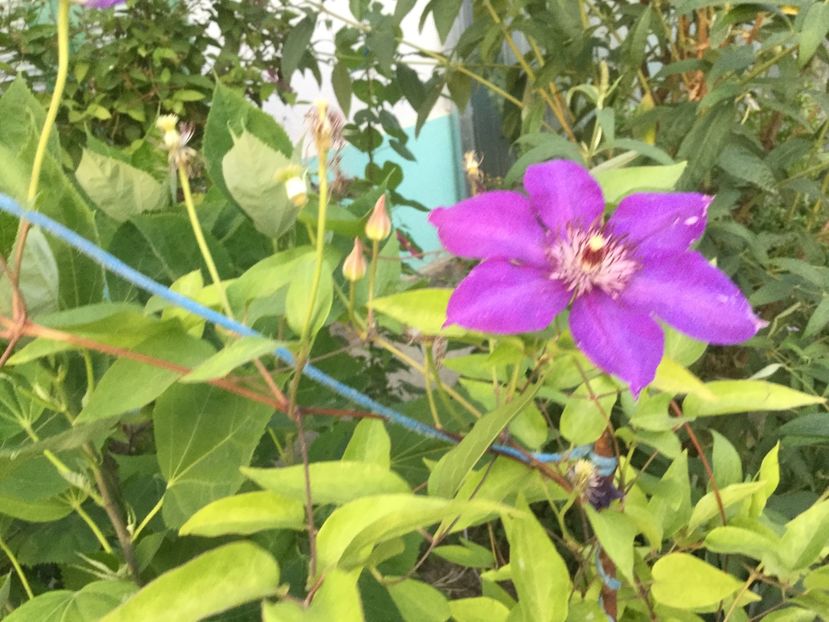 8F01C1B1-D5C6-46FE-84B4-784540D8DE73 - Flori 2018