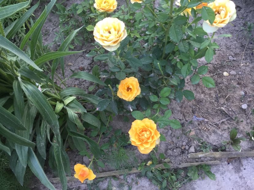 F0BDDC15-0223-4E4C-AE63-BA06DD287857 - Flori 2018