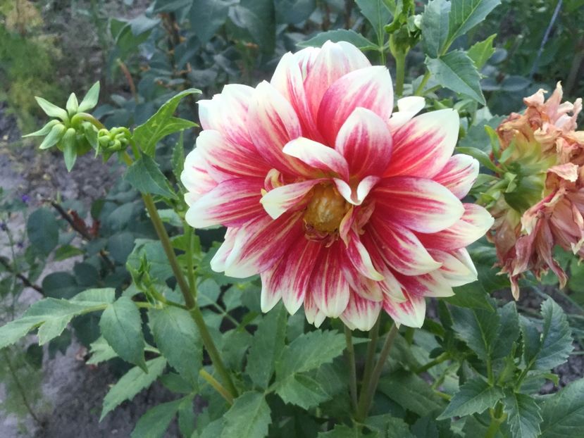 4353421E-15AF-4108-835F-BAA8E1F352DB - Flori 2018