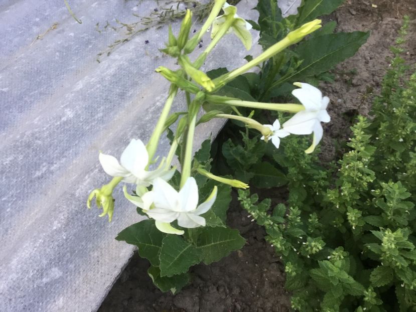 1DB68D27-630A-4CF0-8EEC-17D06FAD231B - Flori 2018