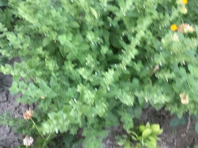 1786274F-1058-4387-A102-1D3CB4221AFF - Flori 2018