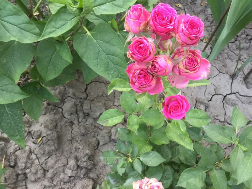 F98D2547-0C4C-4A22-A26A-B54C871F929A - Flori 2018