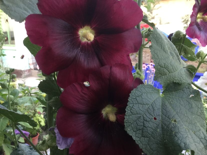 009680E2-6525-4D45-B95C-2D505D1F7CC3 - Flori 2018