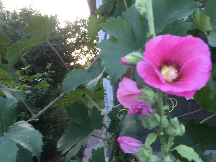 A3D163FC-0A2B-4B90-A0F7-1E00B03CCC07 - Flori 2018