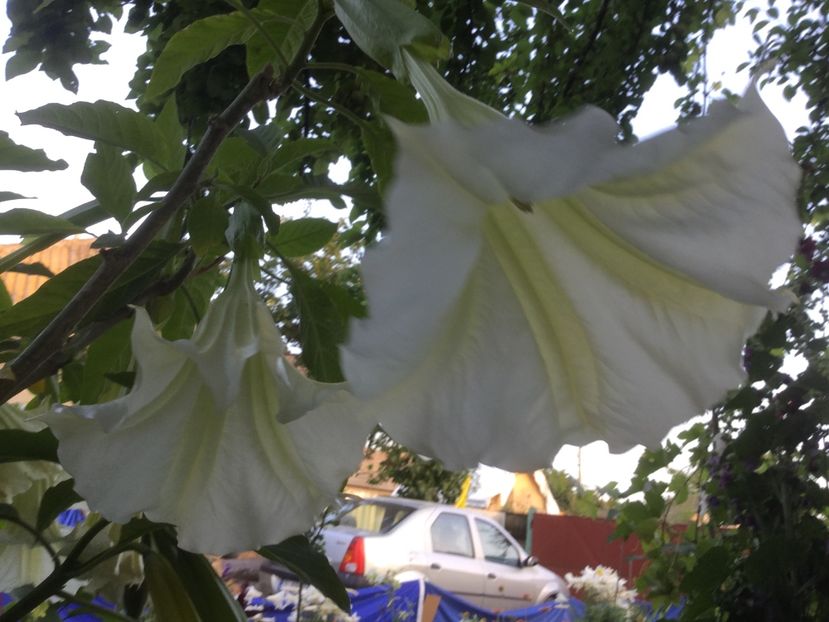 94E83EC7-5989-47A0-B2FF-7403512C9317 - Flori 2018