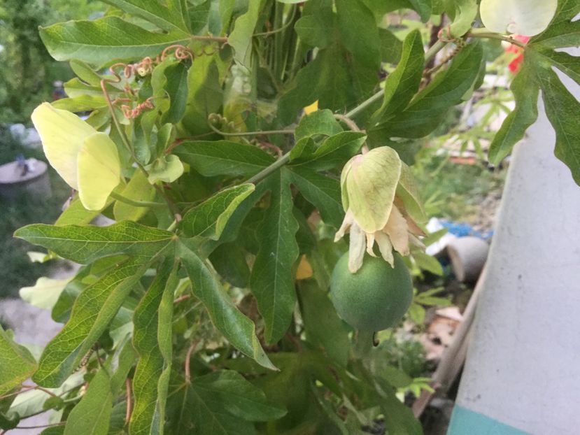 9AF16F89-3E14-4D66-8049-A56E768A3C82 - Flori 2018