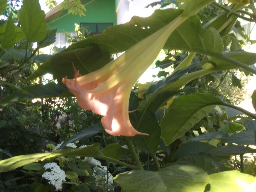 FC77848D-FAB4-44B6-A74B-DFE43526723B - Flori 2018