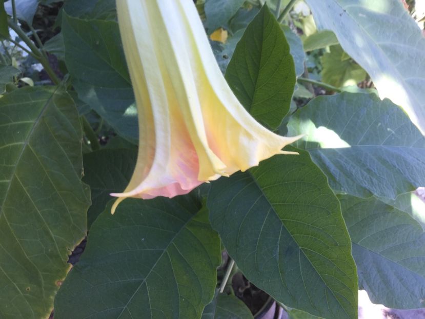 62D6375B-2194-4D34-B017-5BE736FFCB3C - Flori 2018