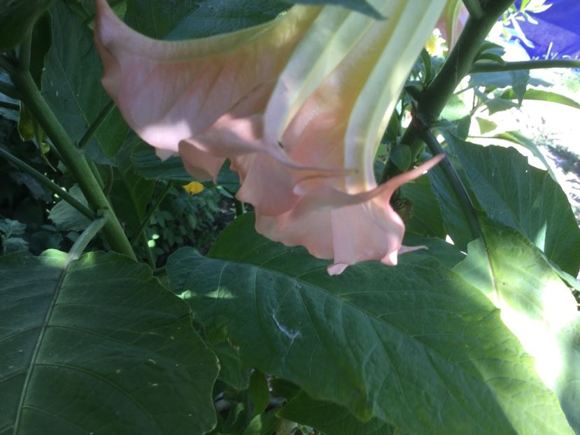 0919064A-6DC1-4139-B69B-F503DE22CFA4 - Flori 2018