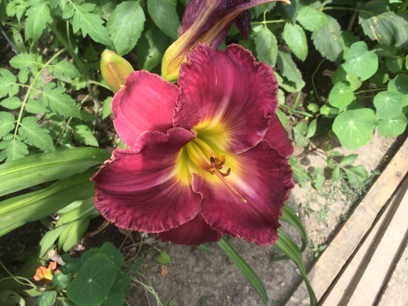 D06FD19B-6277-4244-96D0-75BAD65BDDBC - Flori 2018