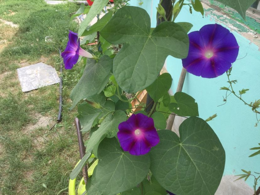 601FDA72-F5B8-43A6-B0CC-2A1C33166CA3 - Flori 2018