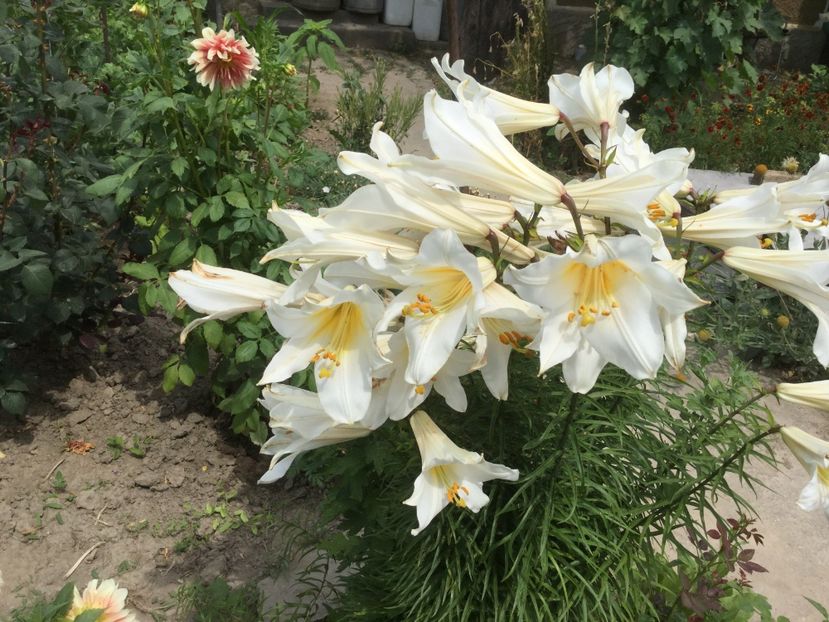 D27ABE95-2D5A-4A7C-8A1F-18A325FDE9C9 - Flori 2018