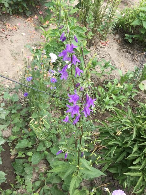 C691A281-5C34-4AC3-B5ED-D44672EB3283 - Flori 2018