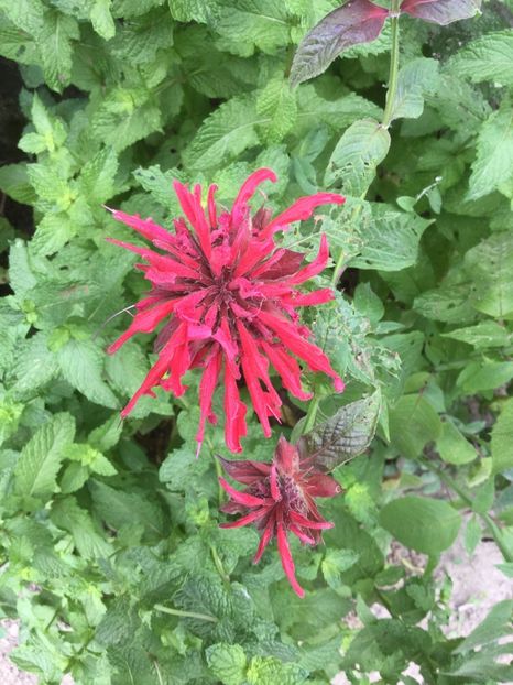 9990A082-58BC-4F51-975E-7E536BF00778 - Flori 2018