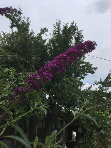 1B80DD83-E155-4A43-A819-1E57BB2A884F - Flori 2018