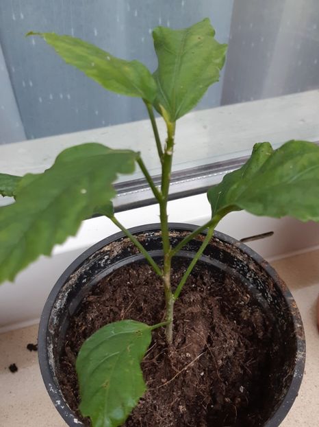 Schizopetalus - Micuţii hibi