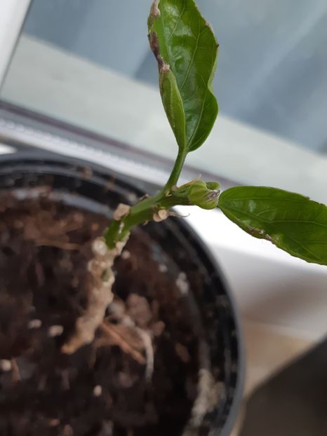 Senegal - Micuţii hibi