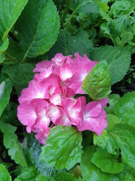  - Flori grădină primăvara 2018