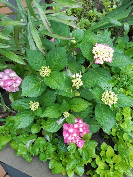  - Flori grădină primăvara 2018