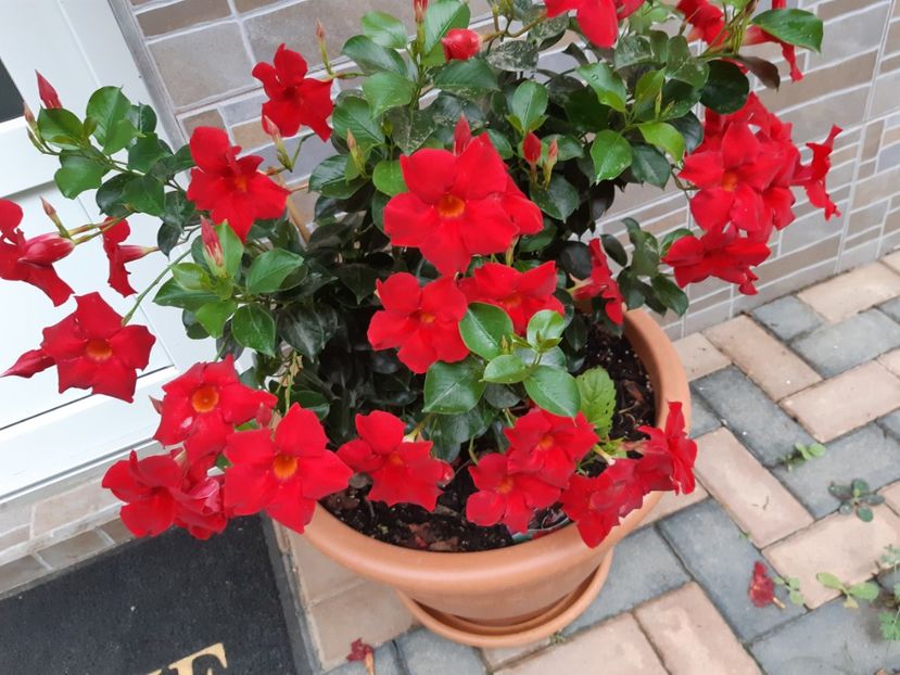  - Flori grădină primăvara 2018