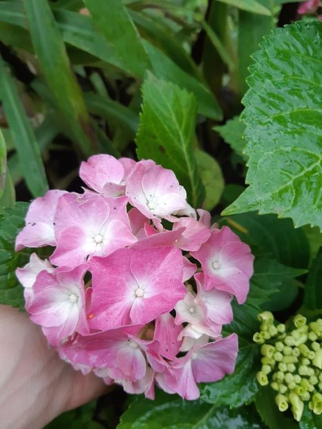  - Flori grădină primăvara 2018