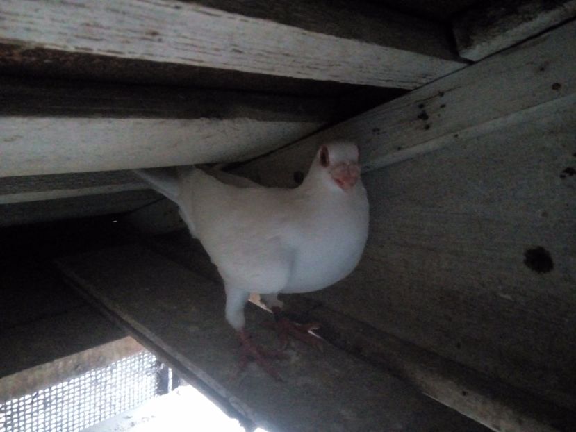 M - Indian german 2018