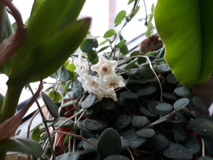 17.06.2018 - Hoya serpens