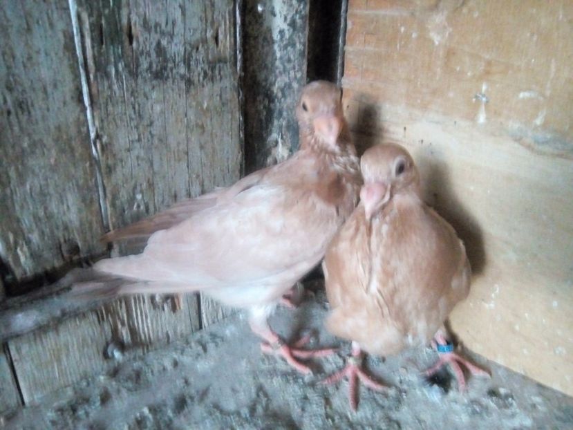  - Indian german 2018