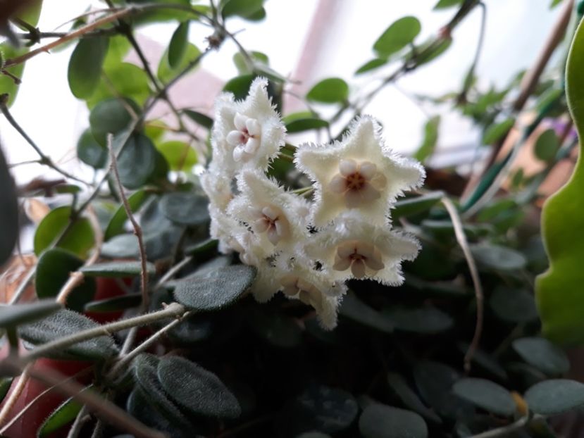 17.06.2018 - Hoya serpens