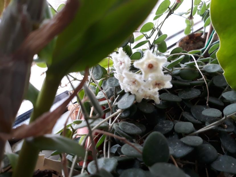 17.06.2018 - Hoya serpens