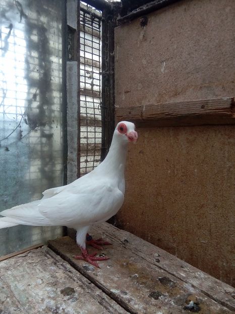 M - Indian german 2018