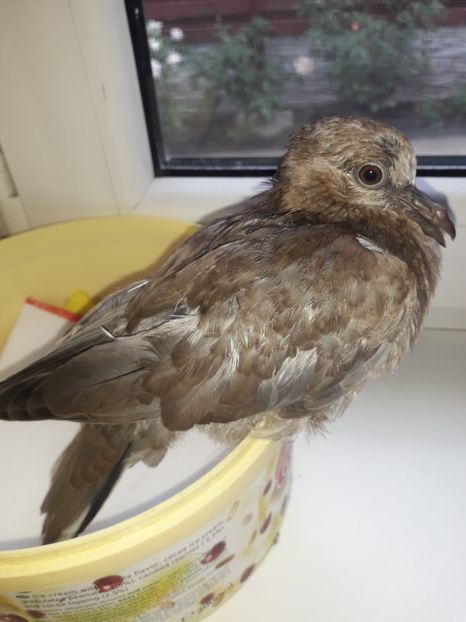  - Un Gugu mic si ranit