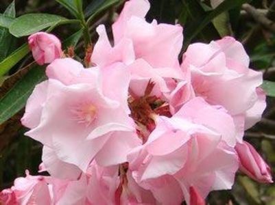 15 lei --SMELL IN THE SUMMER - LEANDRI