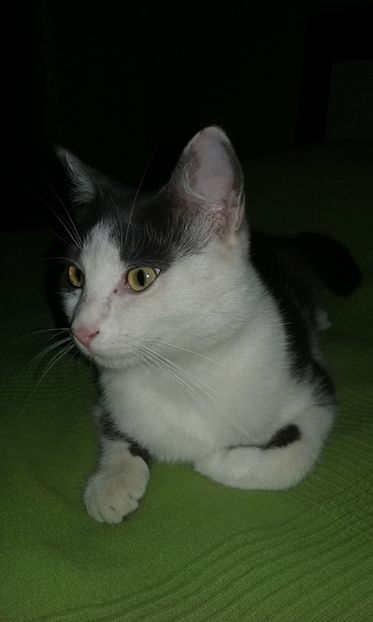 Elsa, atacatorul cel rau - Un Gugu mic si ranit