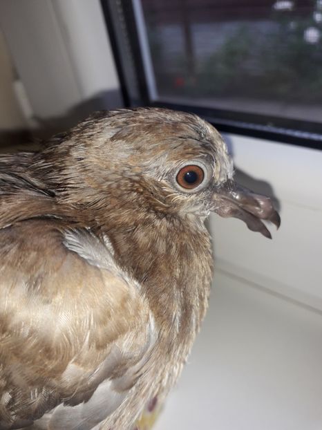  - Un Gugu mic si ranit