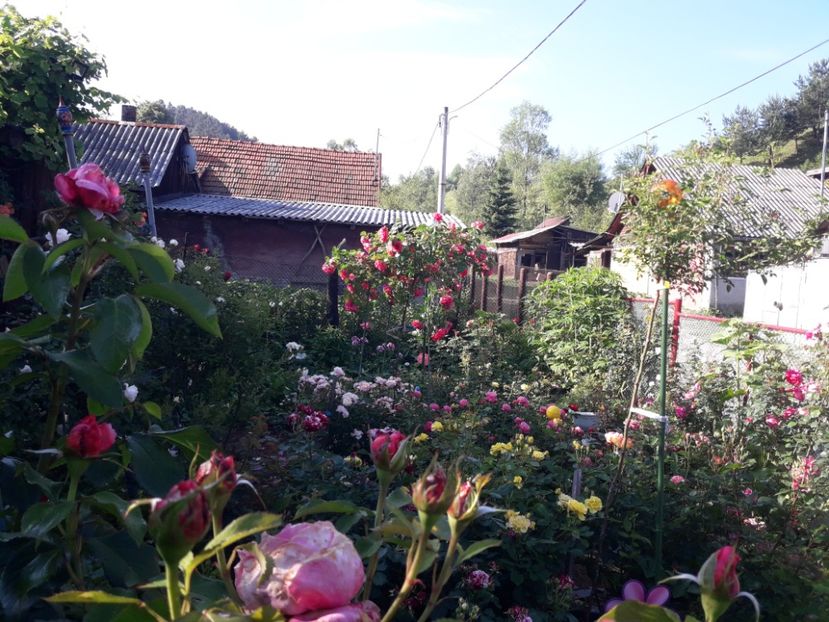 - IMAGINI MIXTE GRADINA 2018