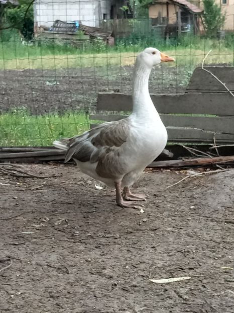 Si o semibaltata - B4 - Gaste comune