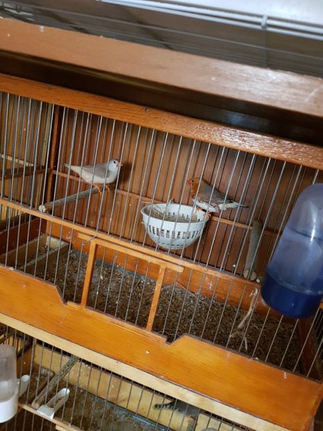  - Zebre australiene 2018