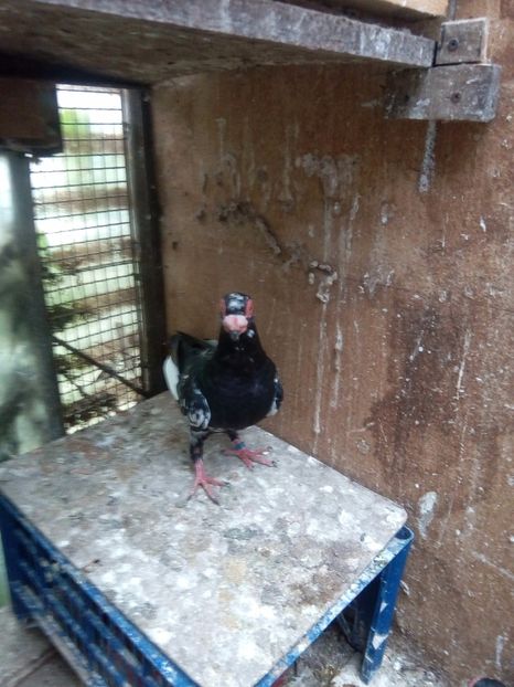 M - Indian german 2018