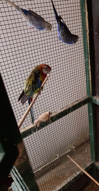 received_2202545873118889 - Perusi 2018