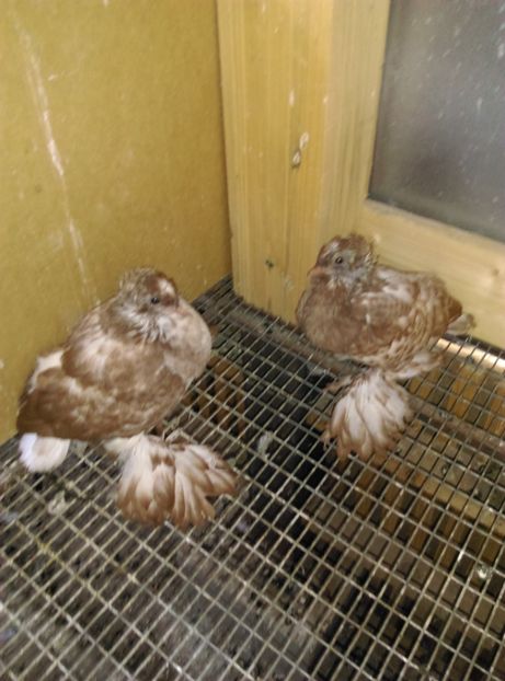  - Puii- tineret 2018-