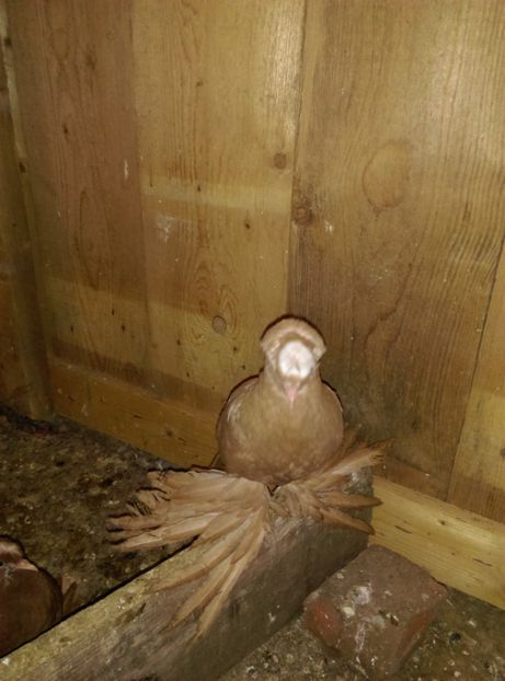  - Puii- tineret 2018-