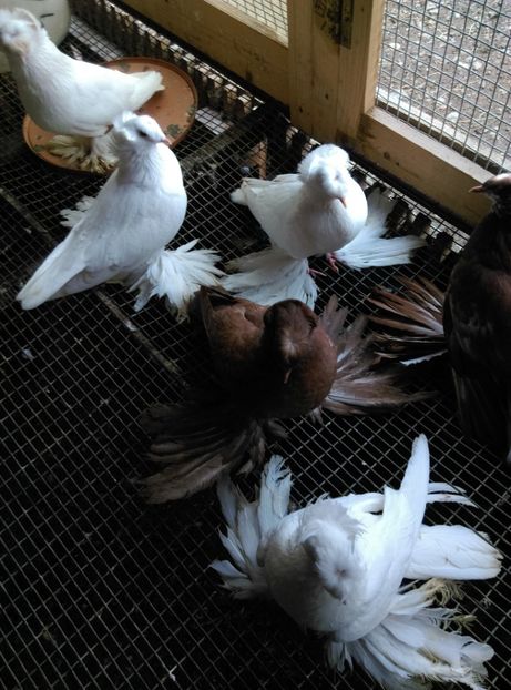  - Puii- tineret 2018-