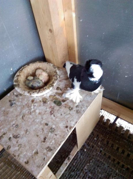  - Puii- tineret 2018-