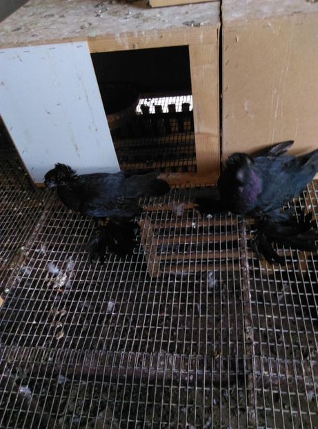  - Puii- tineret 2018-