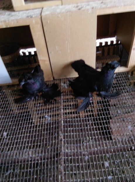  - Puii- tineret 2018-