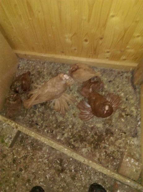  - Puii- tineret 2018-