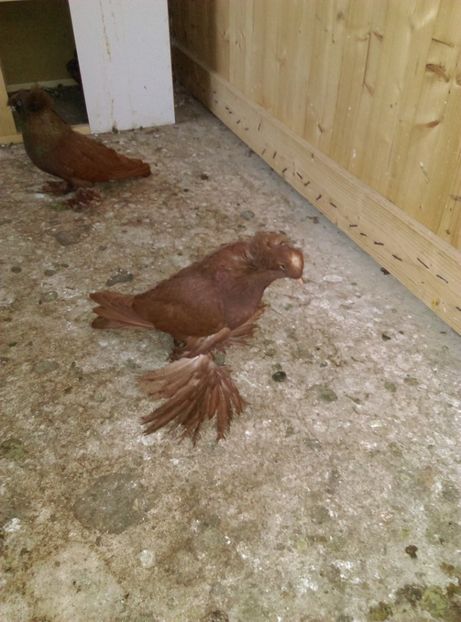  - Puii- tineret 2018-