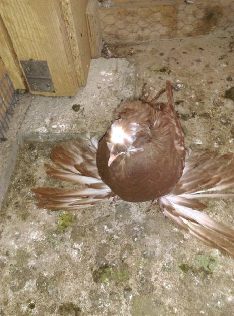  - Puii- tineret 2018-