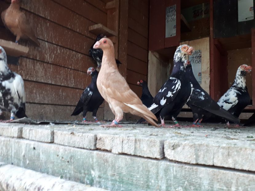 F galbenă vîndută - H3 _ tineret 2018